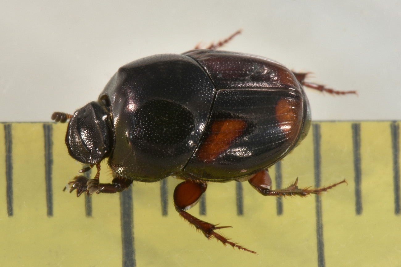 Scarabaeidae: Caccobius schreberi?  S !